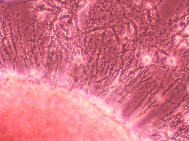Neurons